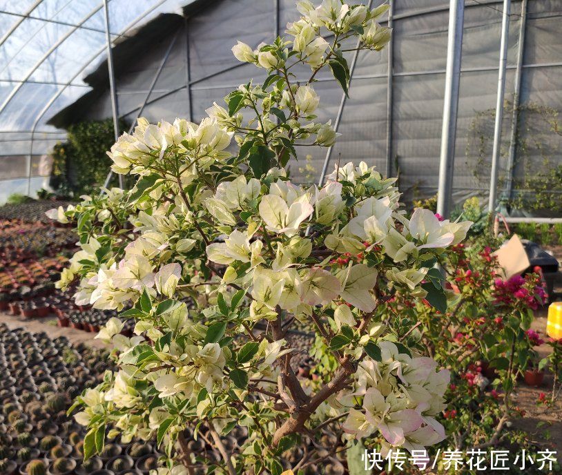 夏季|夏季三角梅是否要“修剪”？要根据光照判断，如果缺光不剪会更好