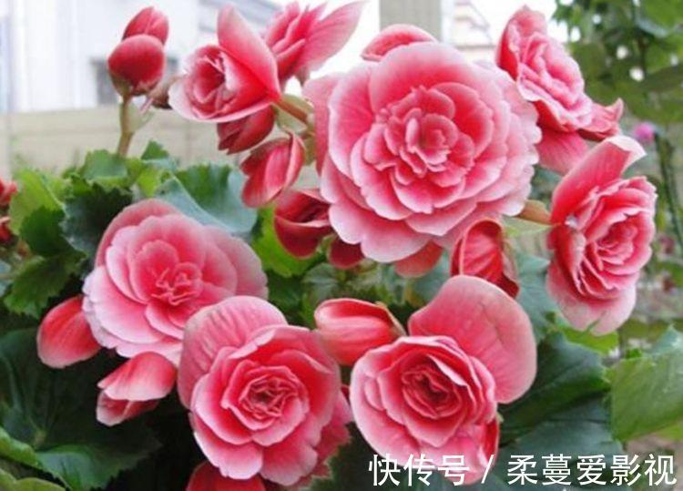 三角梅|家里养此款花卉，便宜又好养，一盆千百朵，枝头花苞满