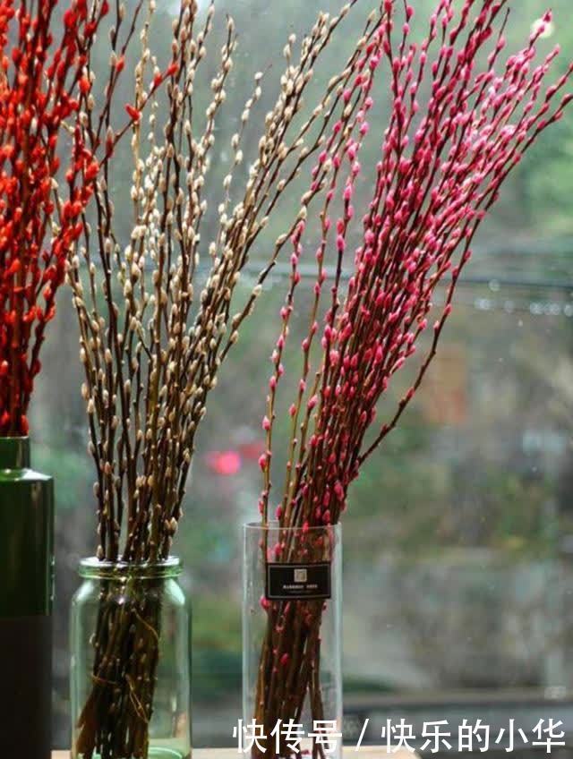春节到了,家里养上2种花,漂亮、喜庆、有年味