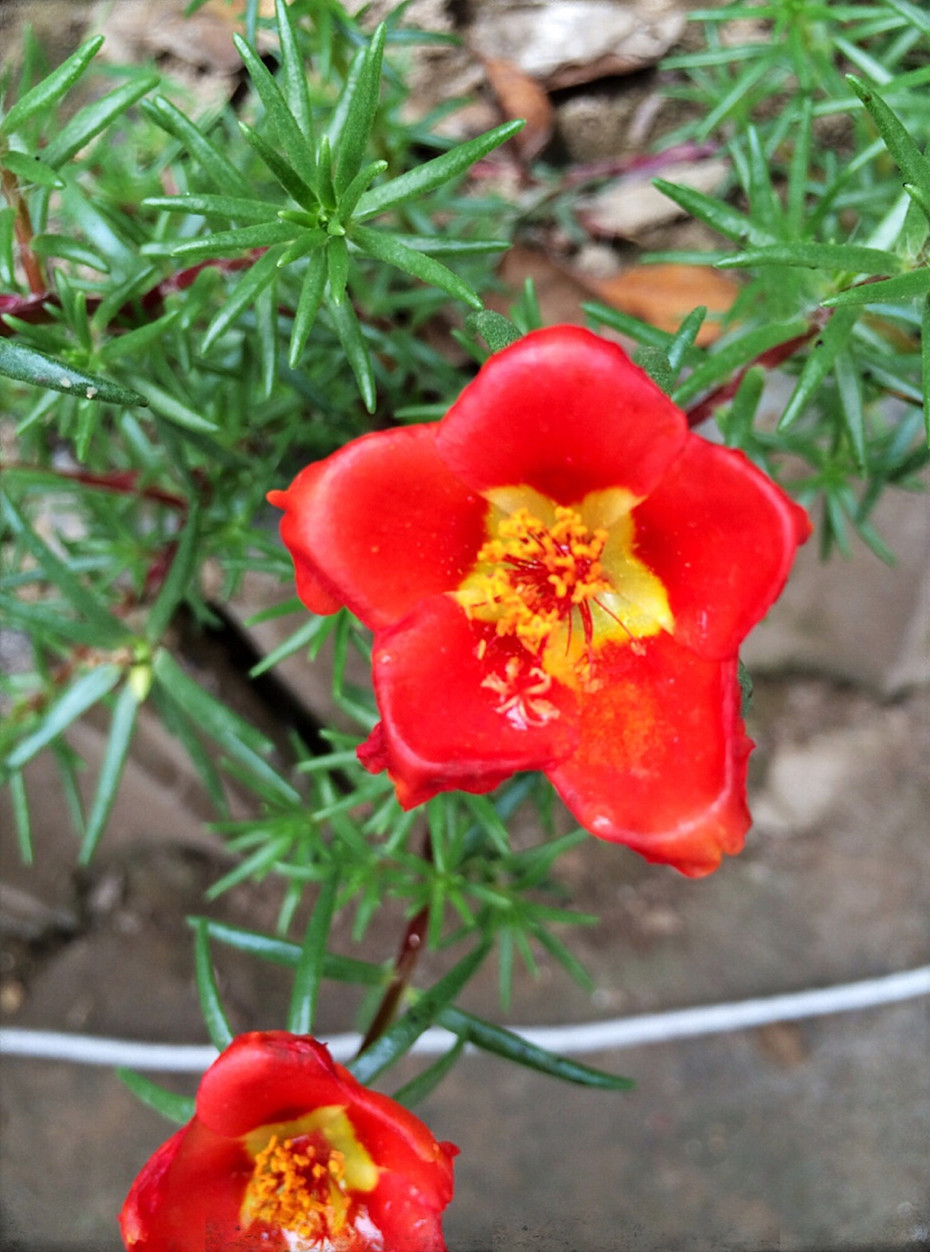 太阳花长得弱，开花少，做好4点，花开满盆，拦都拦不住