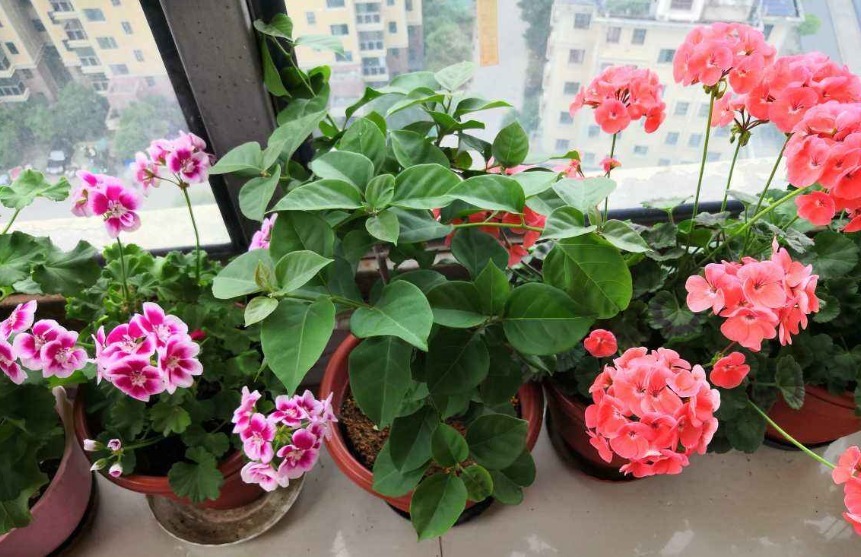 草莓度夏|3种花要休眠了，快别浇水了，再浇就死了！