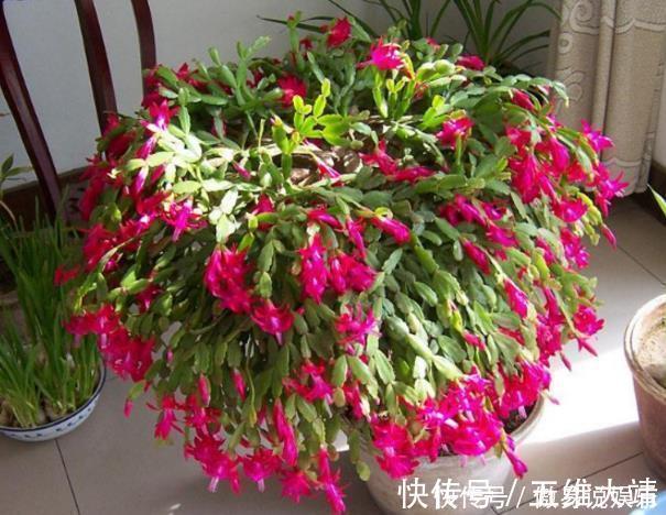 蟹爪兰|不会养长寿花、蟹爪兰把“它”埋在花盆里，枝叶乱窜，管用！