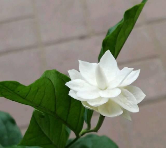 盆土|茉莉花养护的四个关键点,修剪施肥有妙招,枝繁叶茂开花爆盆