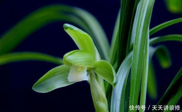 成活率|如何让兰花快速服盆?须知3点