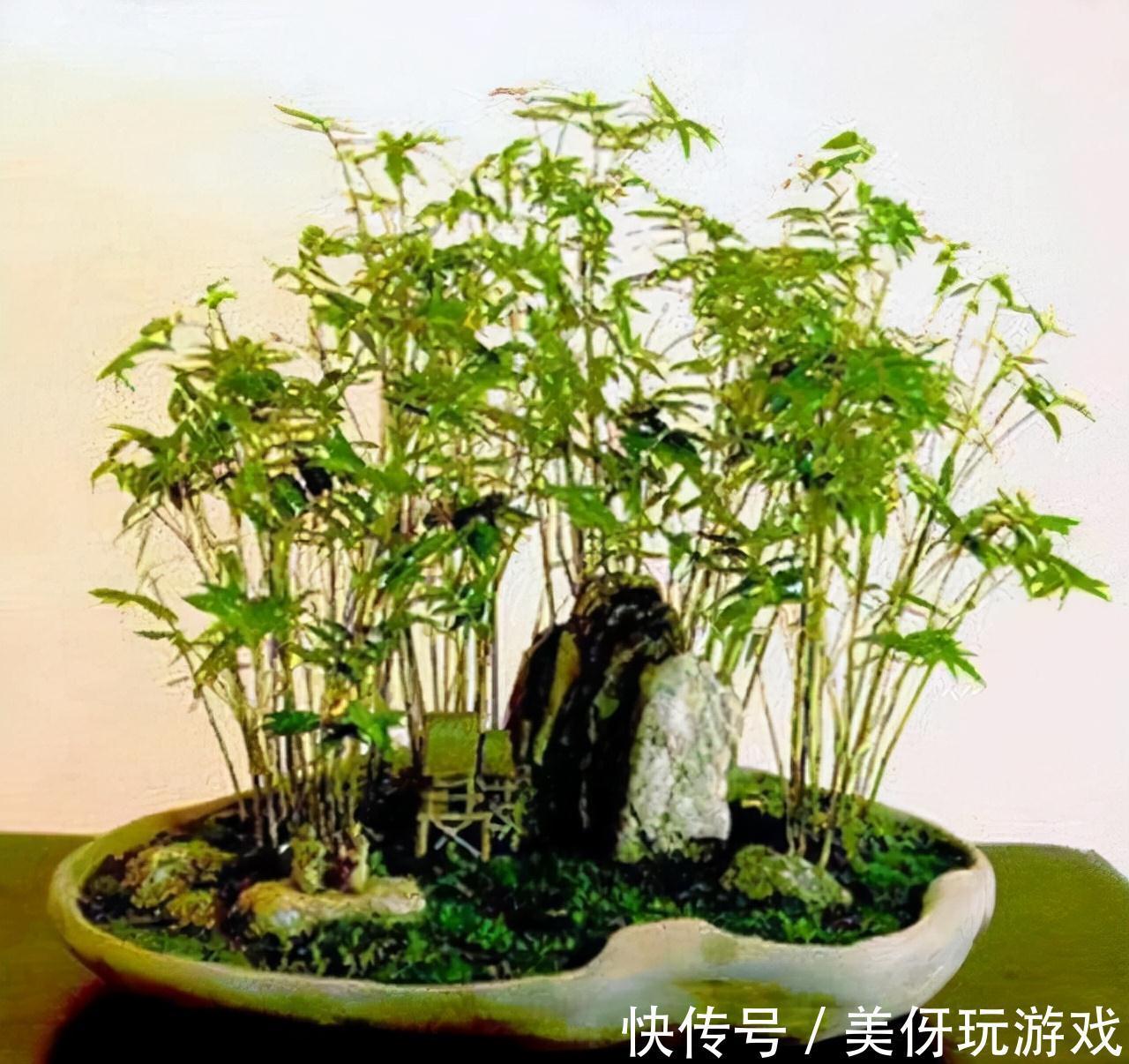 没有院子养不了竹子?错,这几种竹子养在室内,比花好看多了