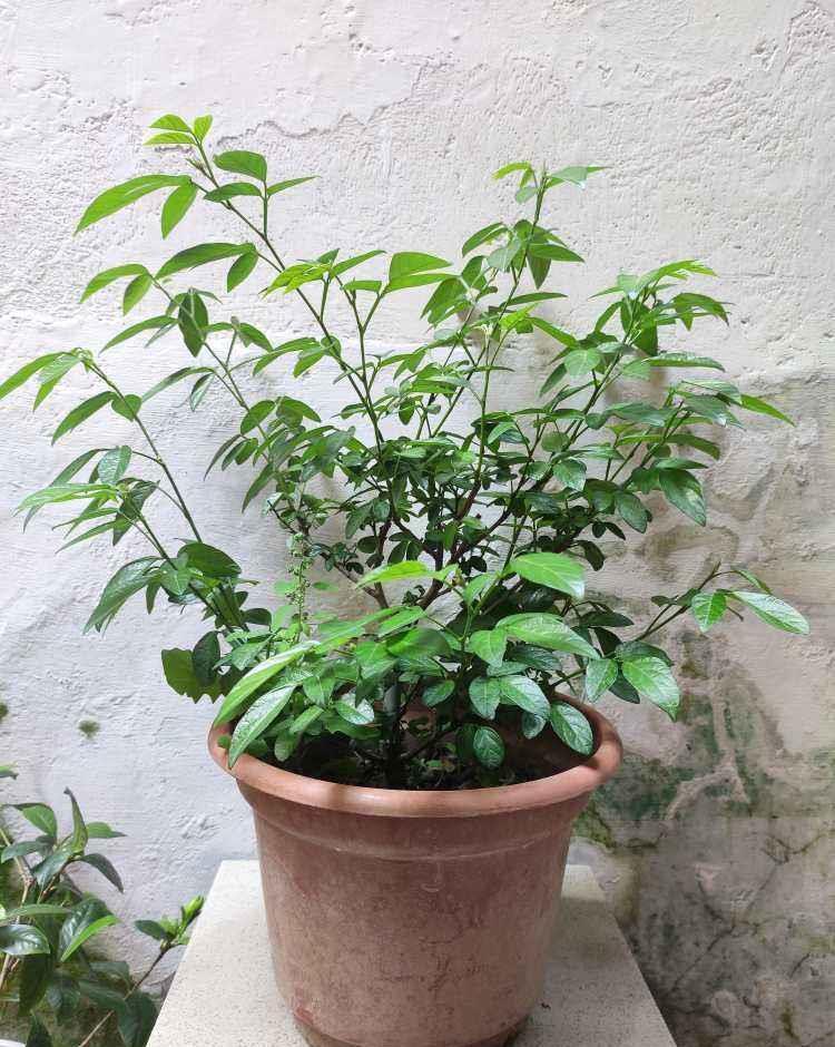 光秃秃|家里花像光杆司令太难看,学会剪和浇,半月新枝就窜满盆