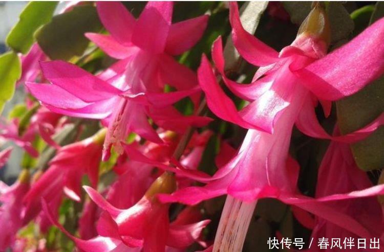 4种花养家里,福旺运旺财更旺,迷人的花朵,开满整个花盆