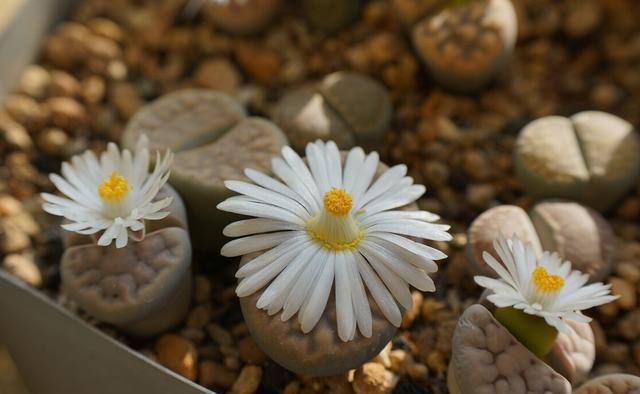 小事|养花种草乐趣多,不要着眼于花卉的状态,做好几件小事就非常有趣