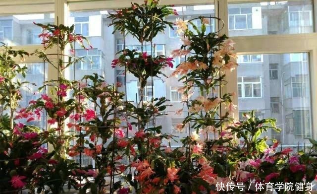 3种“便宜花”这样养一养，一年变“老桩”，开花千朵还“镇宅”！