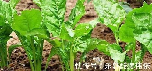 厚皮菜|乡下一种不好吃的菜，30年前总能在餐桌上见到，如今却成畅销菜