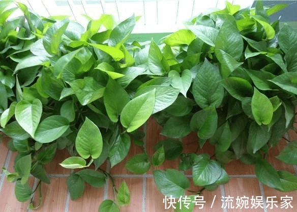 茂密|萌新绿萝黄叶别扔掉,这样剪1刀,来年又是1盆茂密的绿萝