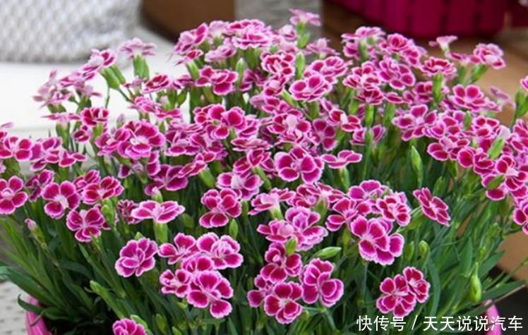 3种花美的出奇,不仅花好看,名字也好听,花开不断!