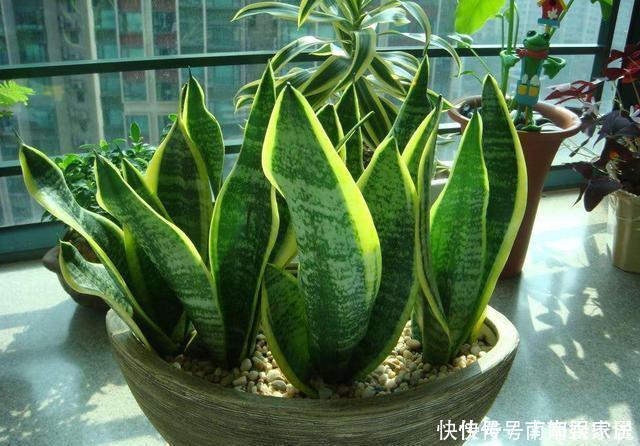 养护|夏天养虎皮兰,做好3件事,叶子挺拔翠绿,嗖嗖冒笋芽