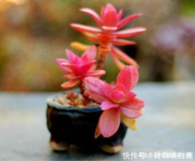 秋天就买这8种多肉，叶片变得红红的，好漂亮