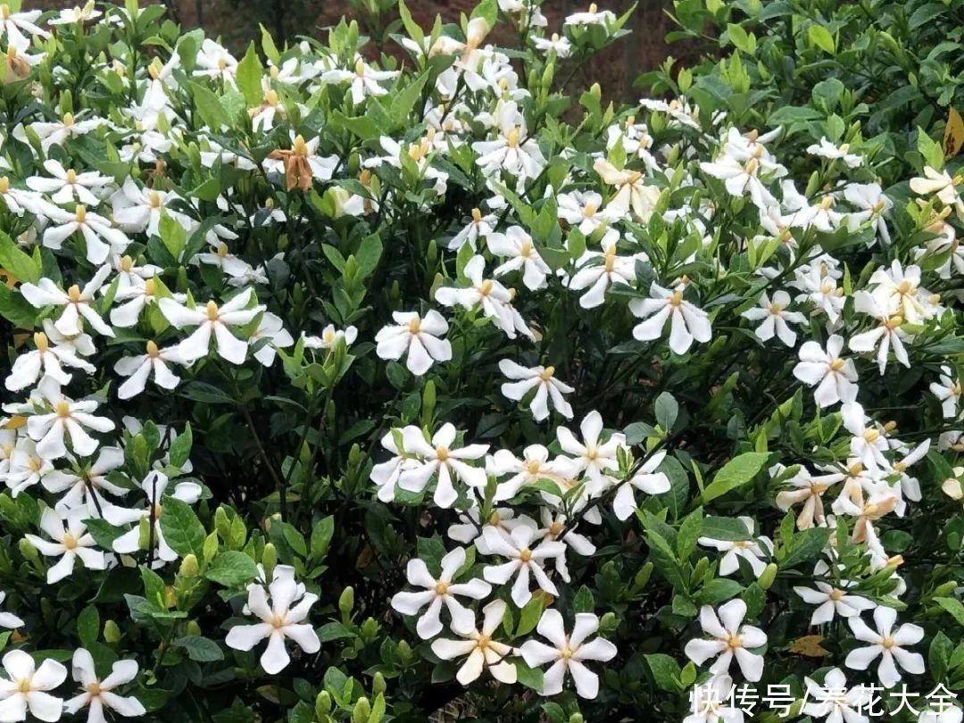 16种特长寿的植物，养十年以上，那都算年轻