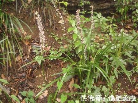 山上也能寻得“好兰花”,看准这5点,找到比花店还好的兰花!