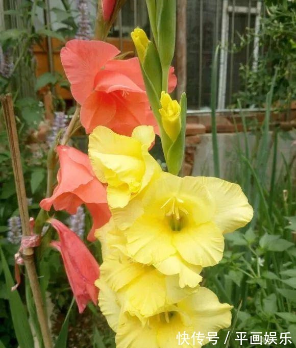 沾土就活,种门口长成一大簇,邻居天天跑来看!