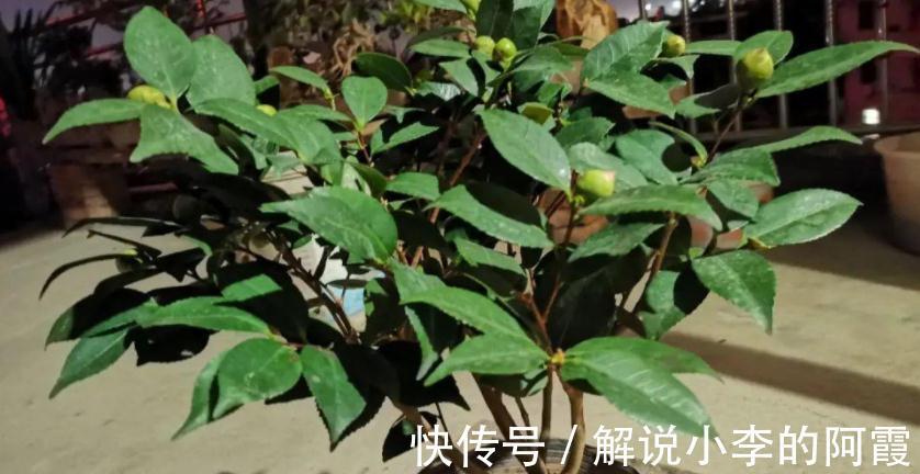 花友们|现在入手茶花，该怎么打理盆栽，让植株春节前后花开正盛？