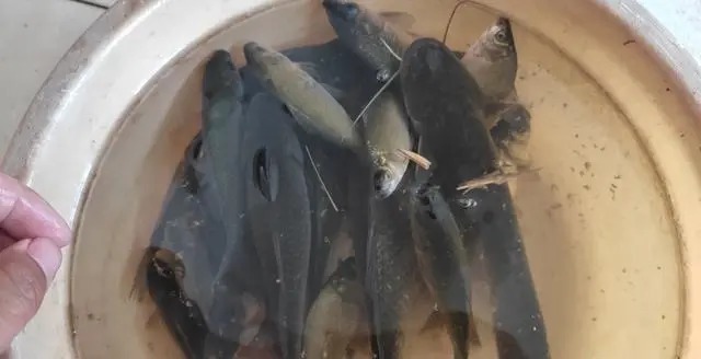 斤鲫越钓越多,不是吹牛,只是参透了这些钓鱼绝招!