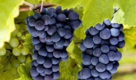 鸿运果|新的一年事事如意,3种鸿运果可以多吃,寓意如意吉祥