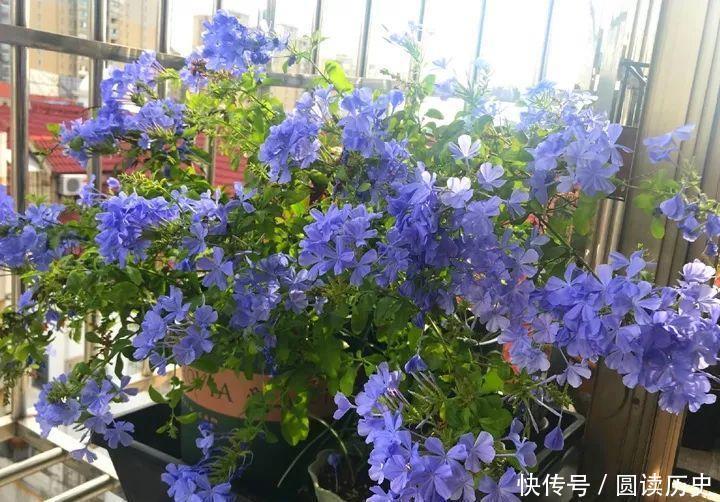 也可以|养花就养此4种,扦插就能活,周年开花,室内也能养