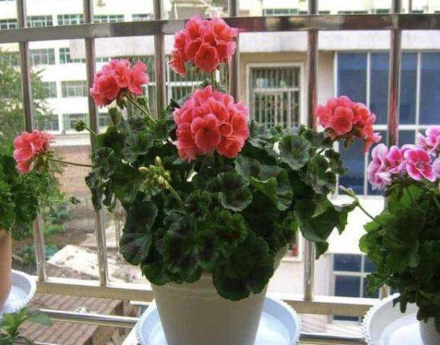 偷偷告诉你，别去买“2种花”，在家用枝条“扦插”，繁殖30盆！