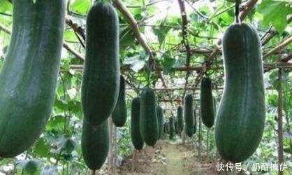 高手|养生高手都爱吃的一种美食,降血糖、降血压,可惜知道的人不多。