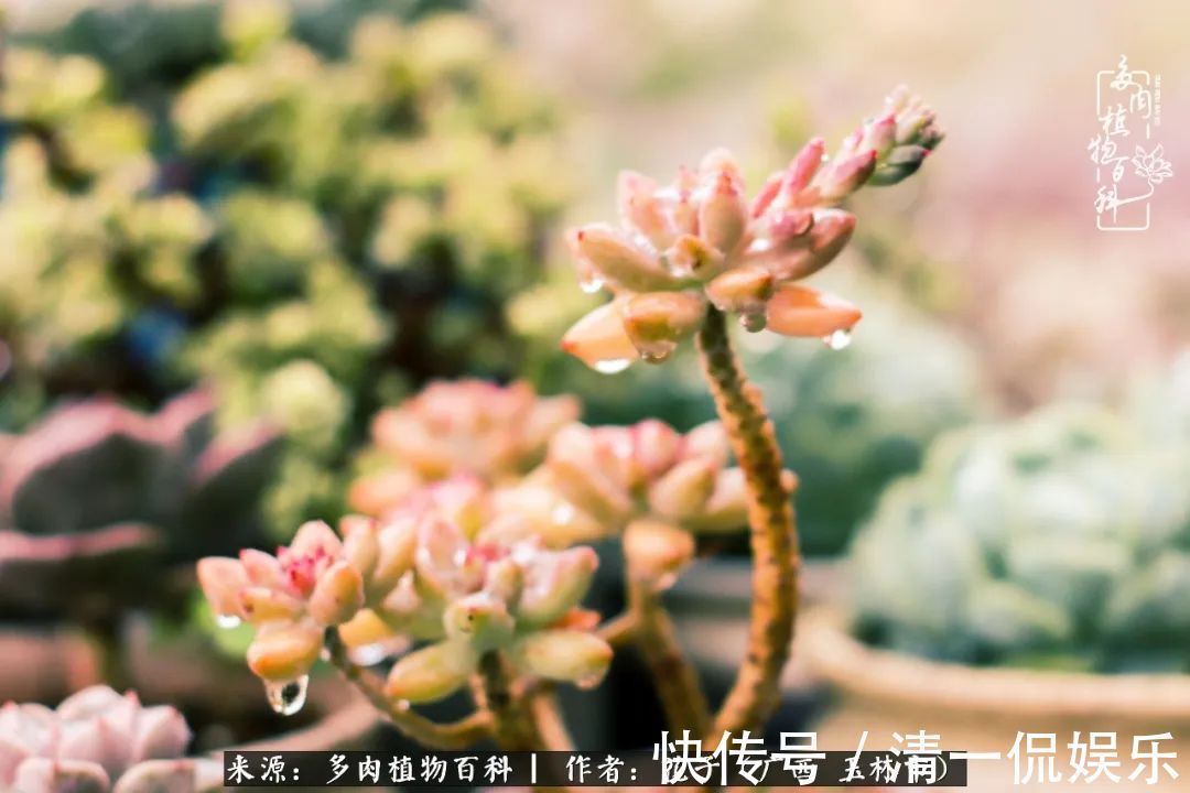 为了爱情|为了爱情来到陌生城市,偶遇多肉,地老天荒的爱恋!