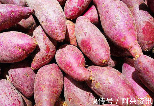 紅薯|“紅薯”補氣血防癌助長壽，警告：2大“禁忌”要牢記，亂吃致病
