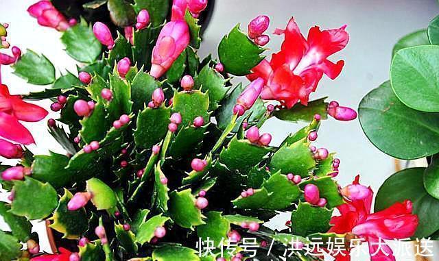 小齐|用这种“土”养蟹爪兰,不花钱,养分足,叶片肥厚,开花棒!