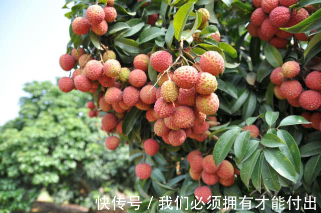 杏子|孩子长身体补营养,这三种水果可别多吃,多吃无益却仍有人不知道