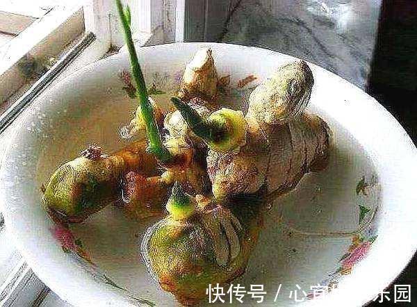 花友|盆里种“生姜”,比君子兰好看,2个月“摘1次”,能吃6个月!