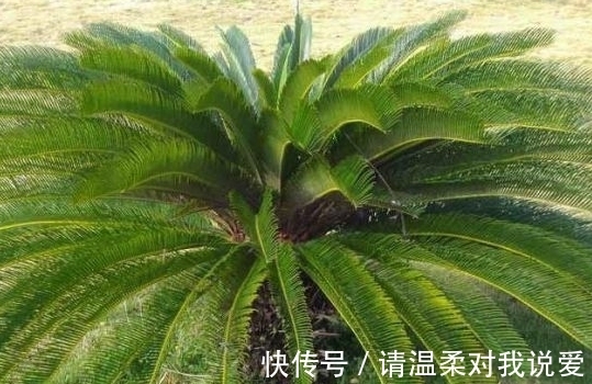 爸爸在院里种盆栽，却结出“鸡蛋”，邻居纷纷来围观