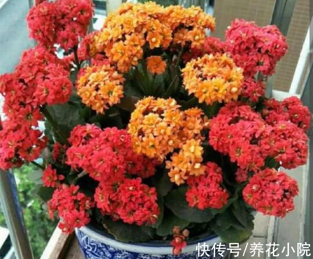 冬天|冬天逛花市，建议选4种花，好养活，开花漂亮