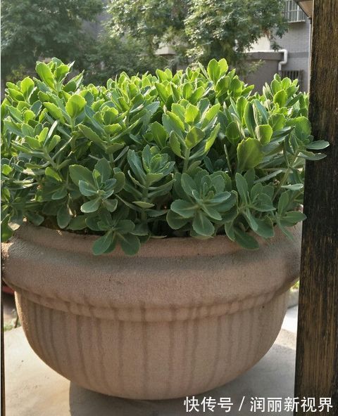 生物入侵|家庭养6种花“要当心”,容易出现“生物入侵”,天天起来要清理