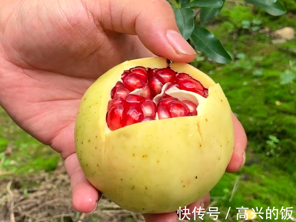 太阳光|买石榴,选红的还是选黄的?老果农:看准“3处”,到手鲜甜多汁