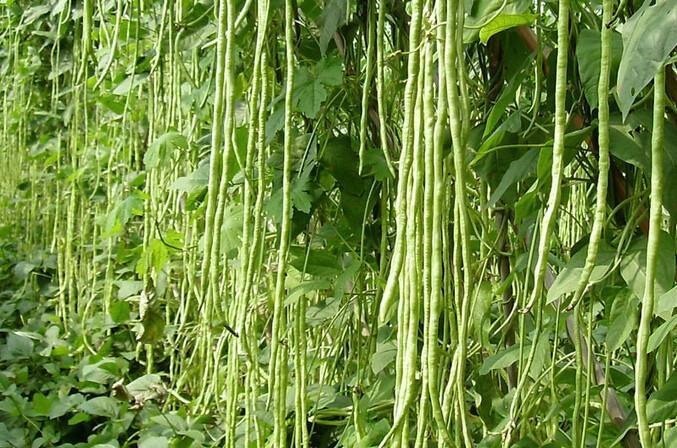 角豆|会吃的人最健康,3种食物离不开,排毒养颜,有益健康!