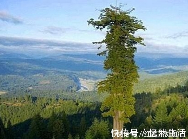 树木|它是世界上最高大的树,全身都是宝贝,然而国内不准种!