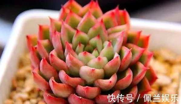 多肉女雏养护“4要点”，轻松爆盆，粉橙相间漂亮迷人