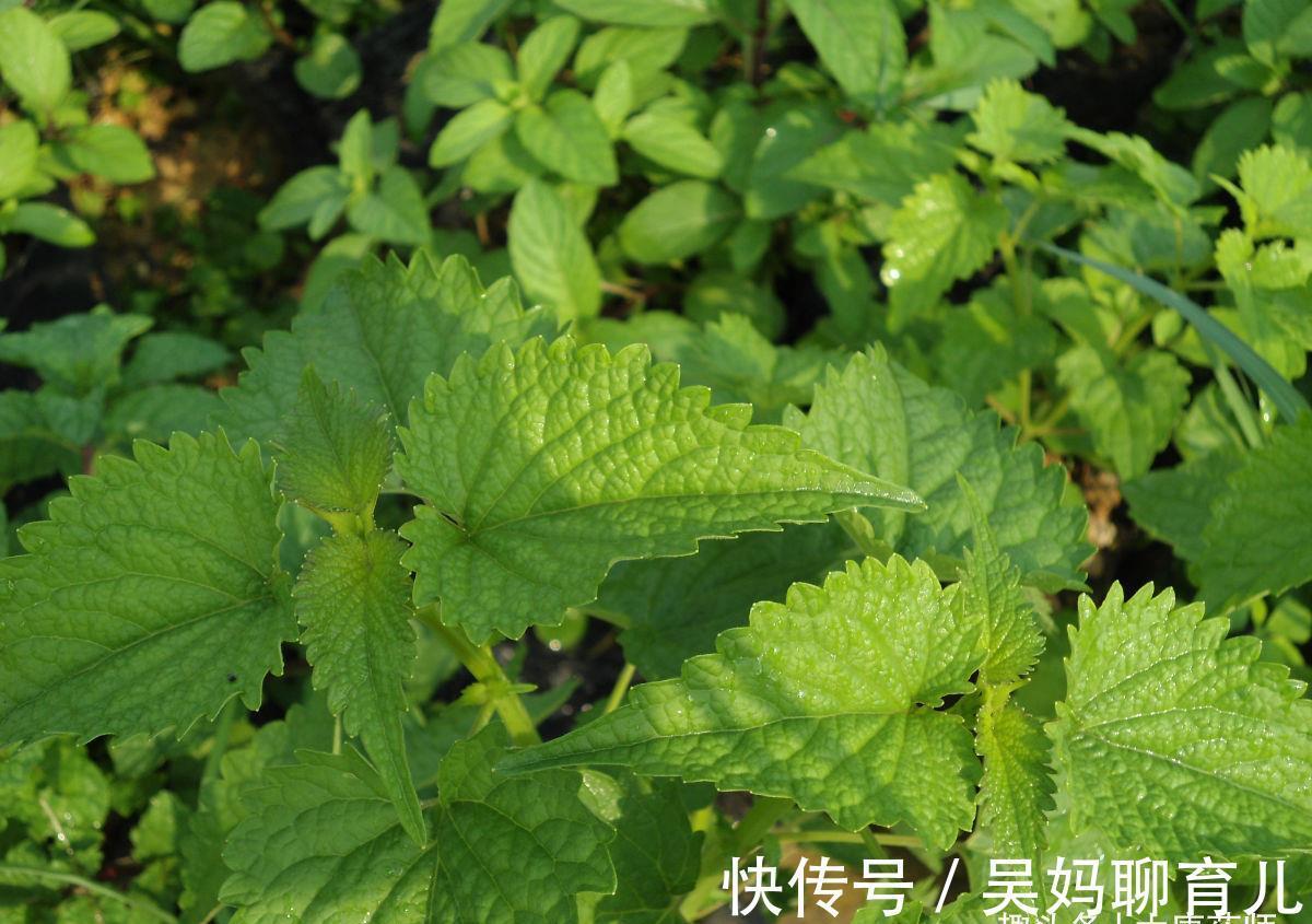 暑邪|一个家喻户晓的名方，藿香正气水，用好它，这个伏天更好过！