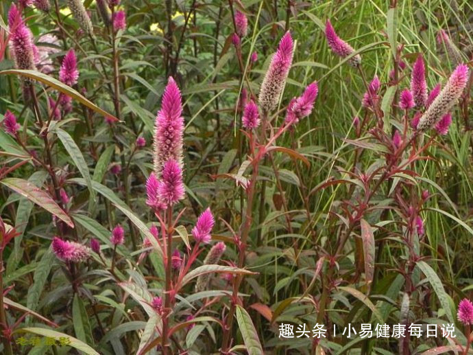 野鸡冠花|路边无人问津的野草，清肝明目，头不昏了，眼不花了，你认识吗