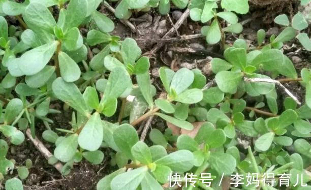 中老年人|花生是骨质疏松的发物？建议：想要养骨，尽量少碰这2绿