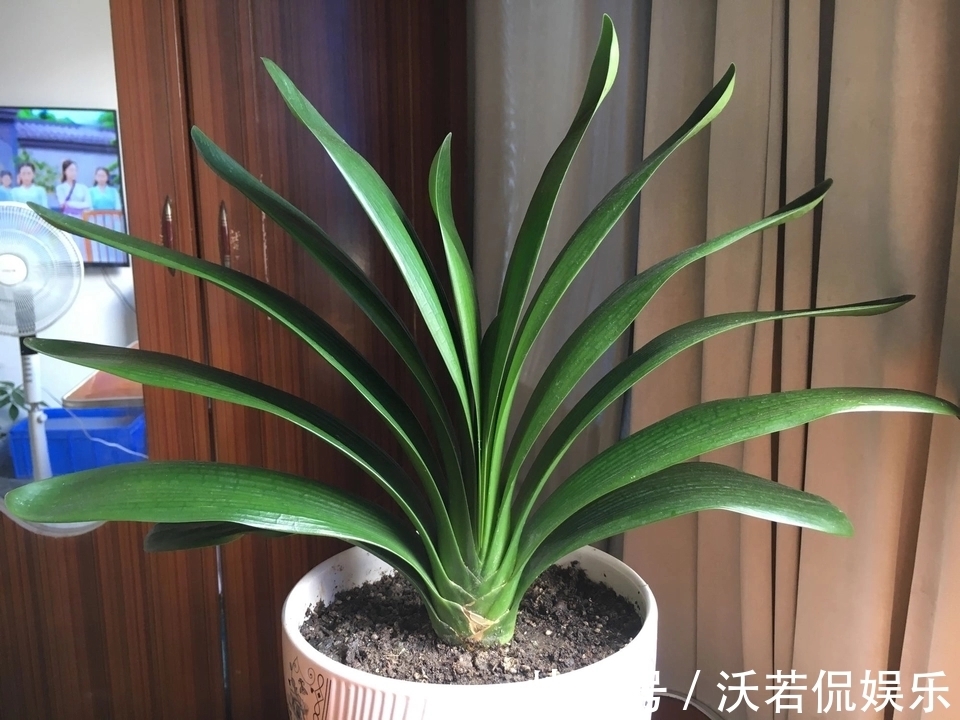 君子兰|君子兰的担心好不容易度过夏季，会不会死在秋老虎天气