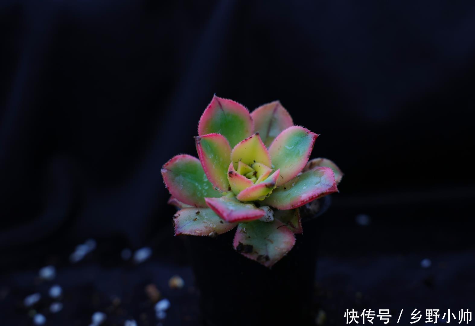 一部分|肉友分享: 三分之一时间在陪肉肉,多肉已经成为不可缺少的一部分