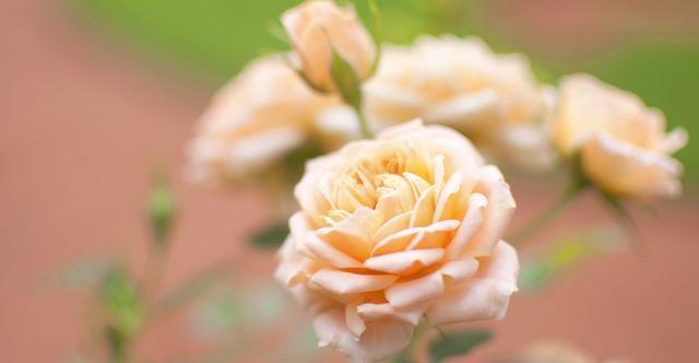  通风|想要养好花，只要知道这7件事