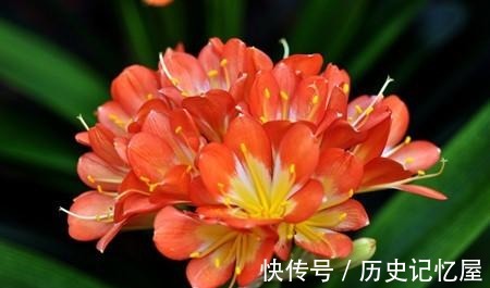 看君子兰的叶子,就知道缺啥,及时补,一片更比一片亮!