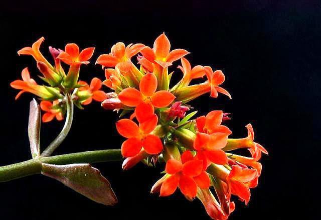 长寿花开完花，四点要做好，叶子肥厚状态好，二次开花“马上来”