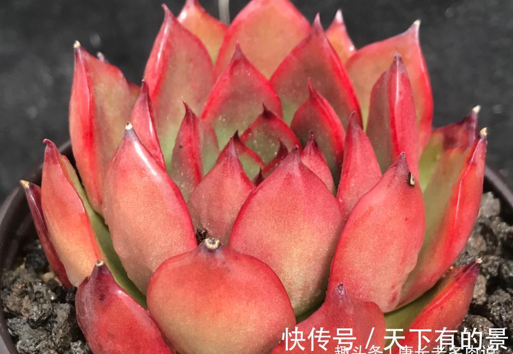 草原|没有草原我们也可以有野马——多肉野马东云，冬天红起来特别的野