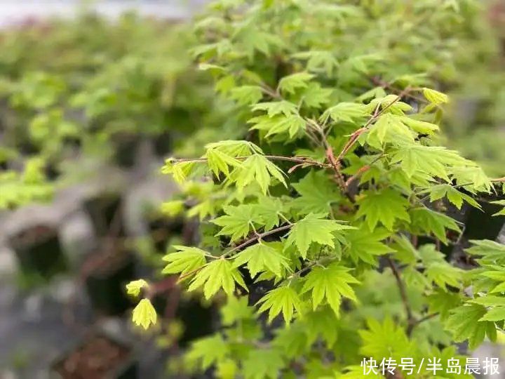 太仙了！浙江男子卖网红植物，年入百万！它在春天竟然如此美丽