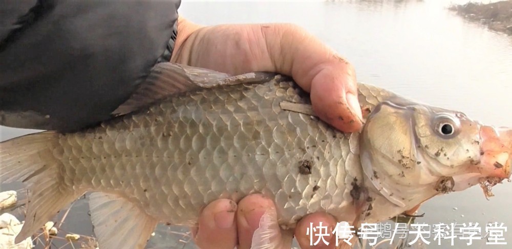 冬季野钓鲫鱼,用这些自制饵料,诱鱼、留鱼、上鱼远胜其它鱼饵